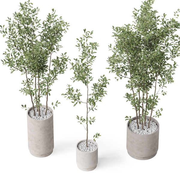 Plants collection 901