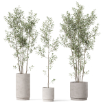 Plants collection 901