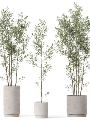 Plants collection 901