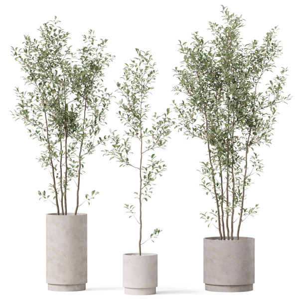 Plants collection 901