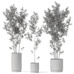 Plants collection 901