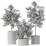 Plants collection 903