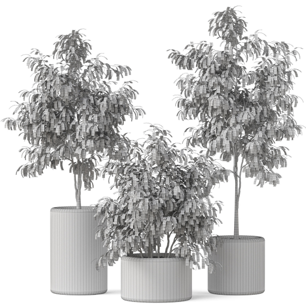 Plants collection 903