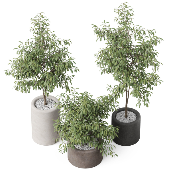 Plants collection 903