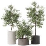 Plants collection 903