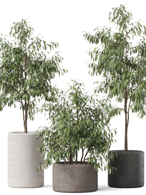 Plants collection 903