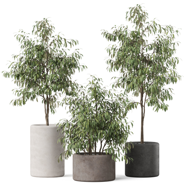 Plants collection 903