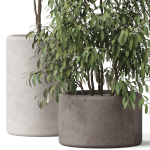 Plants collection 903