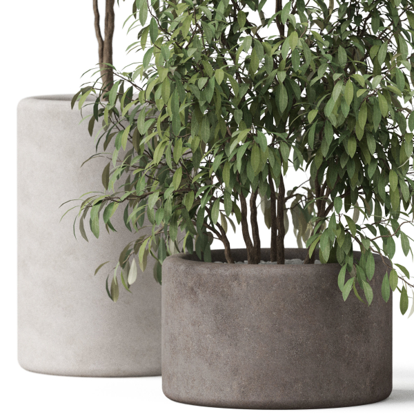 Plants collection 903