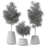 Plants collection 904
