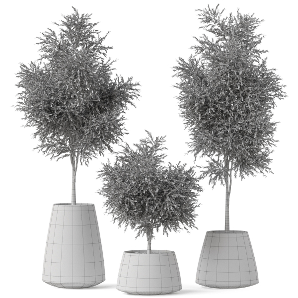 Plants collection 904