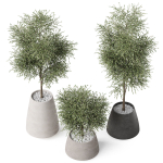 Plants collection 904