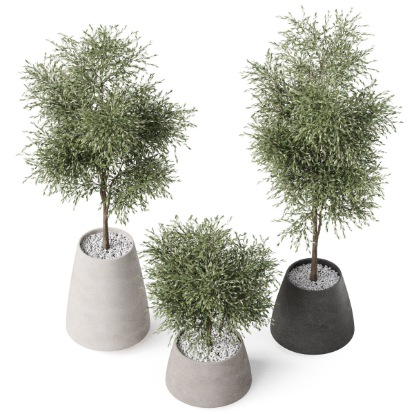 Plants collection 904
