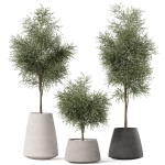 Plants collection 904