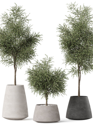 Plants collection 904