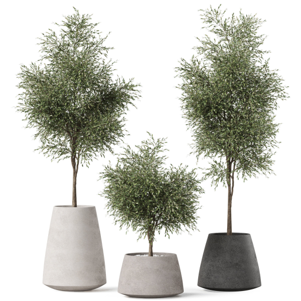 Plants collection 904