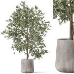 Plants collection 908