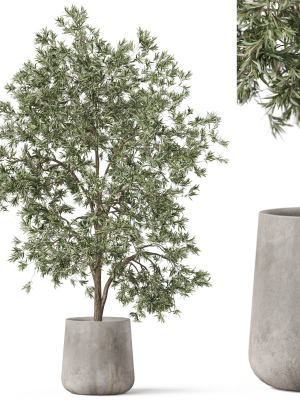 Plants collection 908