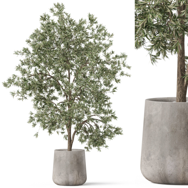 Plants collection 908