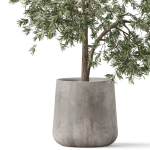 Plants collection 908