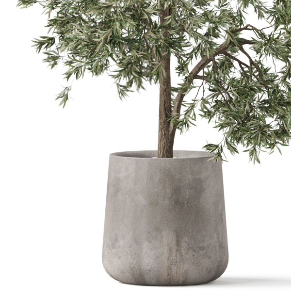 Plants collection 908