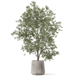 Plants collection 908