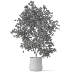 Plants collection 908