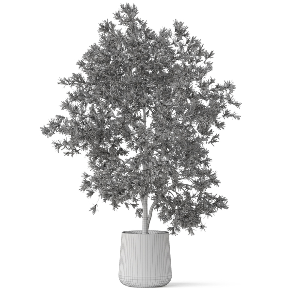 Plants collection 908