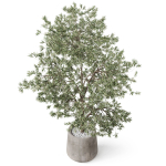 Plants collection 908