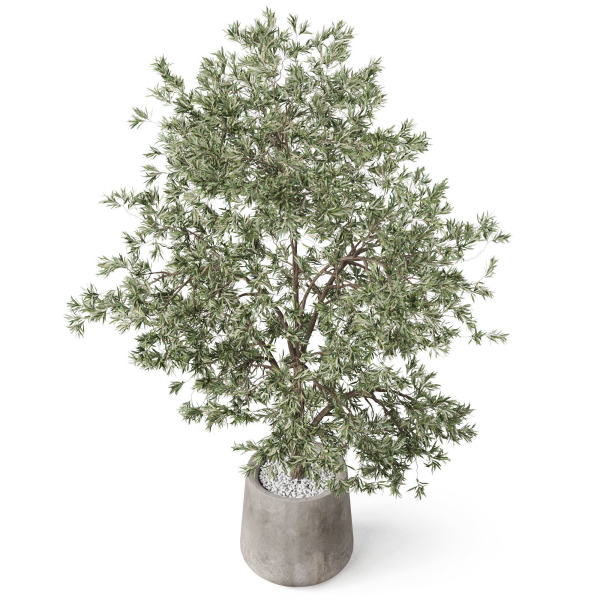 Plants collection 908