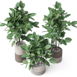 Plants collection 910