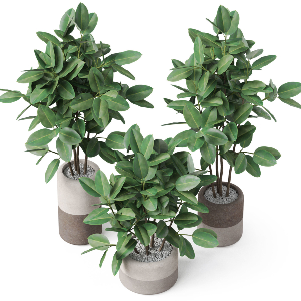 Plants collection 910