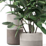 Plants collection 910