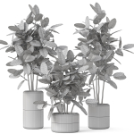 Plants collection 910