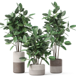 Plants collection 910