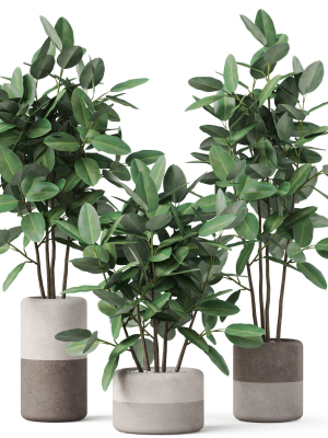 Plants collection 910