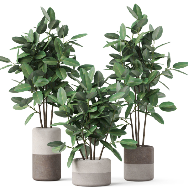 Plants collection 910