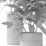 Plants collection 910