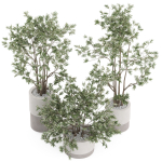 Plants collection 912