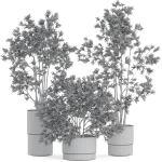 Plants collection 912