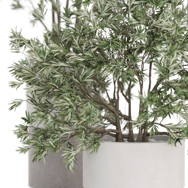 Plants collection 912