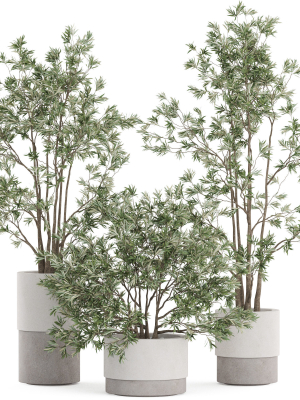 Plants collection 912
