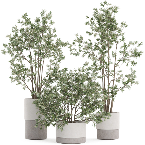 Plants collection 912