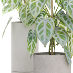 Plants collection 914