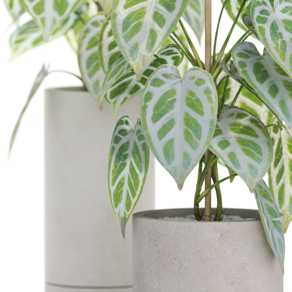 Plants collection 914