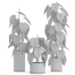 Plants collection 914