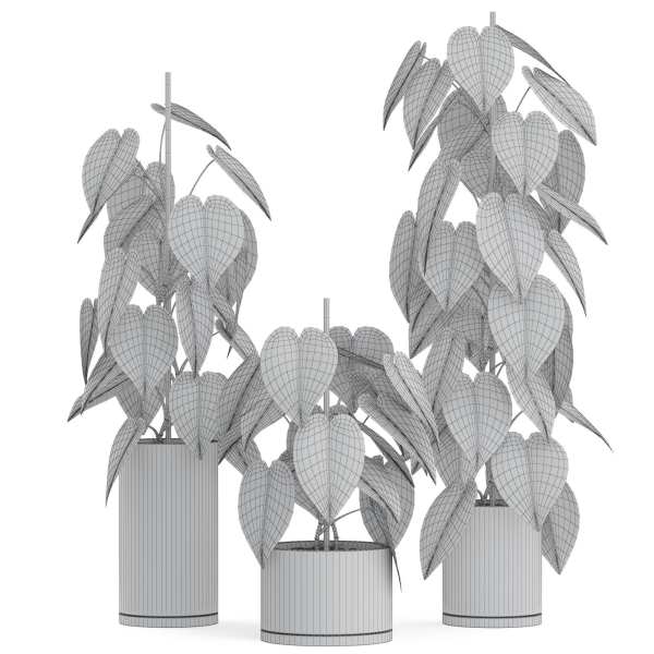 Plants collection 914