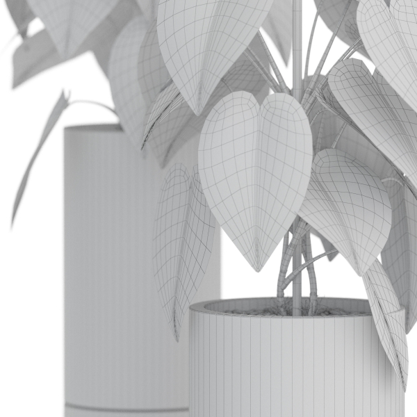 Plants collection 914