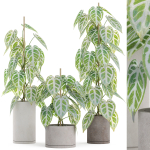 Plants collection 914
