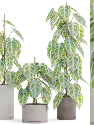 Plants collection 914